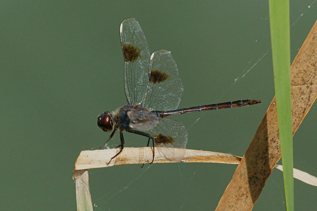 Four-spotted Pennant Dragonfly