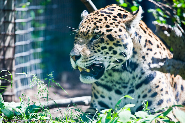 Jaguar - Don't bother me!