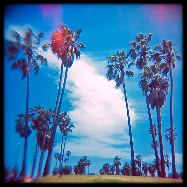Palm Trees ~ Venice Beach