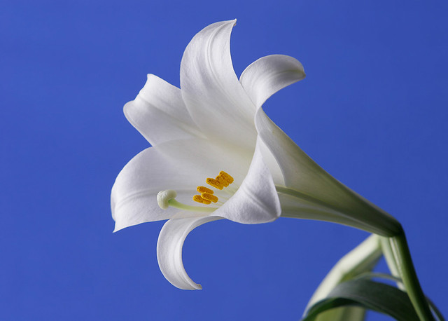 Easter Lily Close Up - 1 of 6