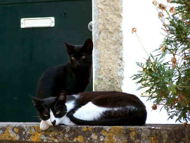 Gatos en Castelo de Vide