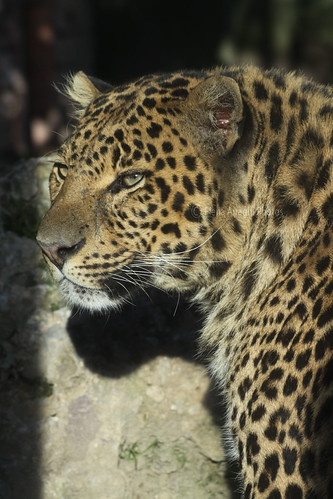 Leopard | by oOElena Airaghi PhotosOo