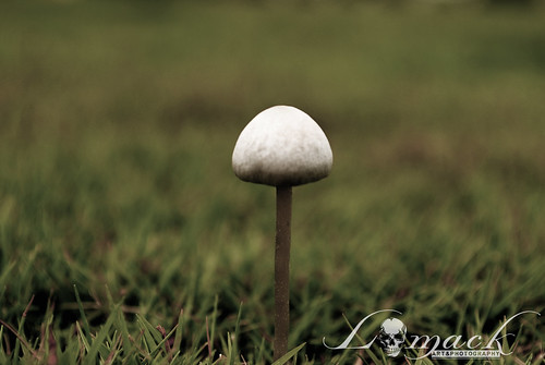 1UP!!! | by lomack09