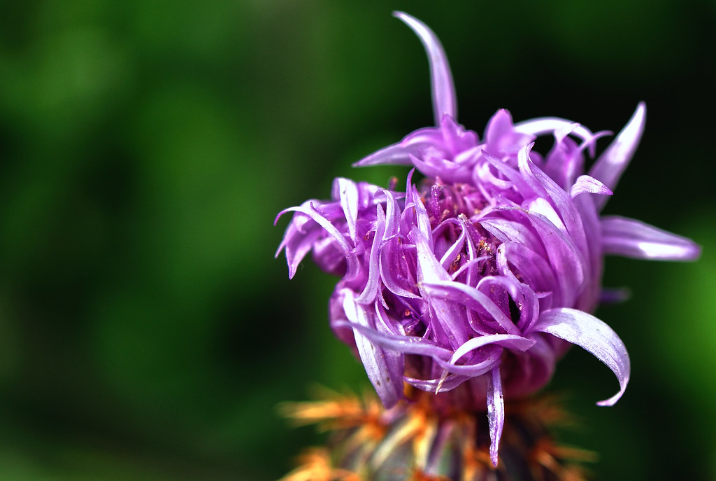 Centaurea áspera brotando (Herba del terrig/ Travalera)