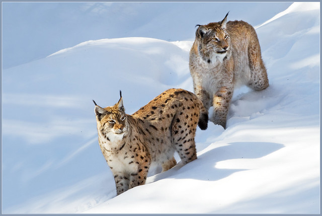 Mr. and Mrs. Lynx