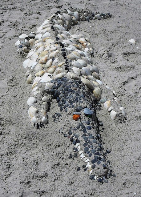 Alligator on the Beach
