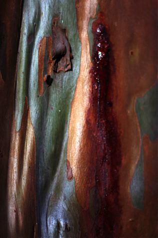 Bleeding | Australian Eucalypts bleed gum. it's why they are… | Flickr