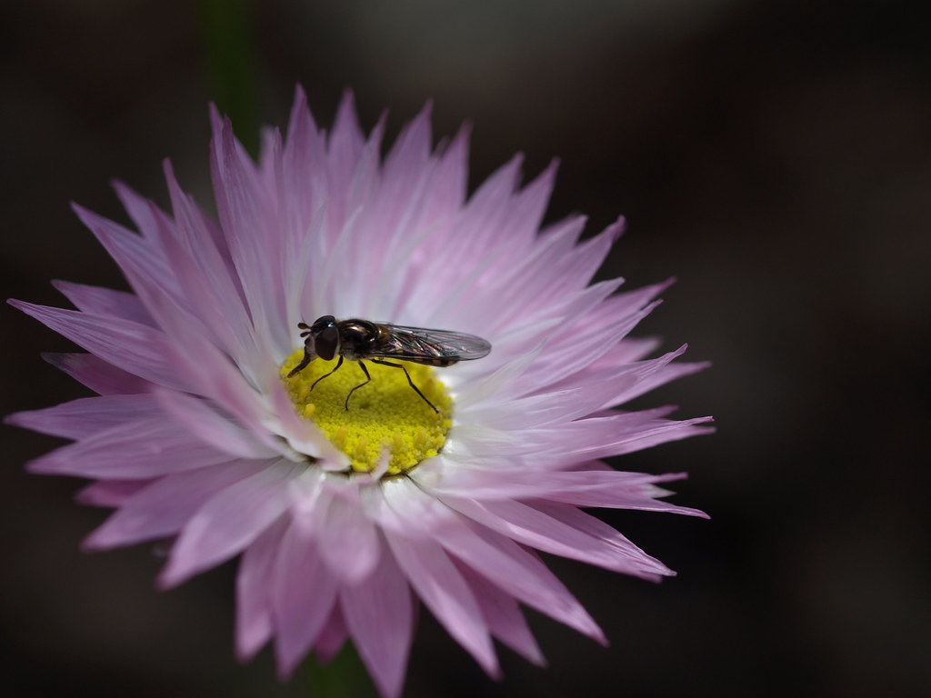 hoverfly dining on a daisy