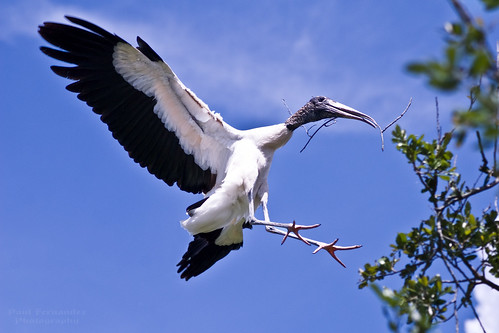 zoo florida jacksonville stork nesting woodstork jacksonvillezoo jacksonvilleflorida newgoldenseal tplringexcellence storkwood