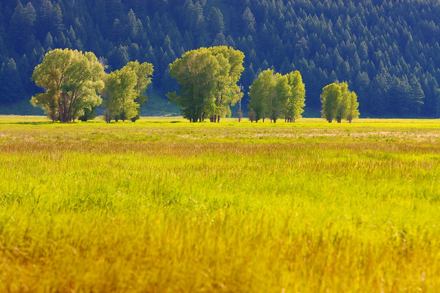 Peaceful meadow -Antelope Flats, Teton NP