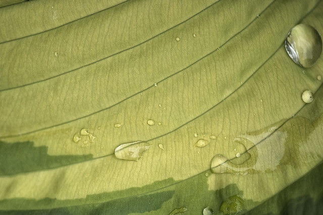 Water Droplets on a Leaf 2_Fl