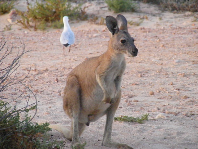 Macropodidae Kangaroo Female 0056