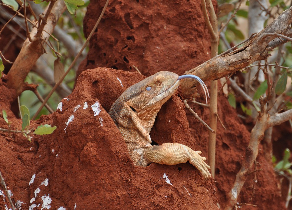 Varanus albigularis  - Rock monitor or Legavaan - Varan des steppes d’Afrique orientale - 22/02/10