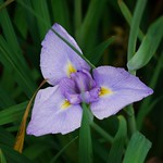 菖蒲 Irises