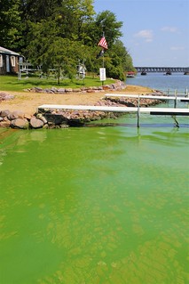 Algae Bloom on the Wisconsin River at Merrimac | by milesizz