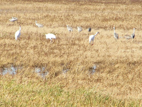 Whooping Cranes by miss_distance, Whooping cranes in the wild (at the edge of my camera's zooming ability).wisconsin watercolor painti