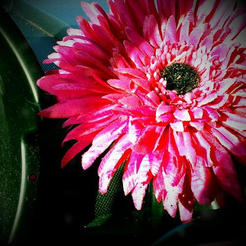 Fuschia | by cybertoad