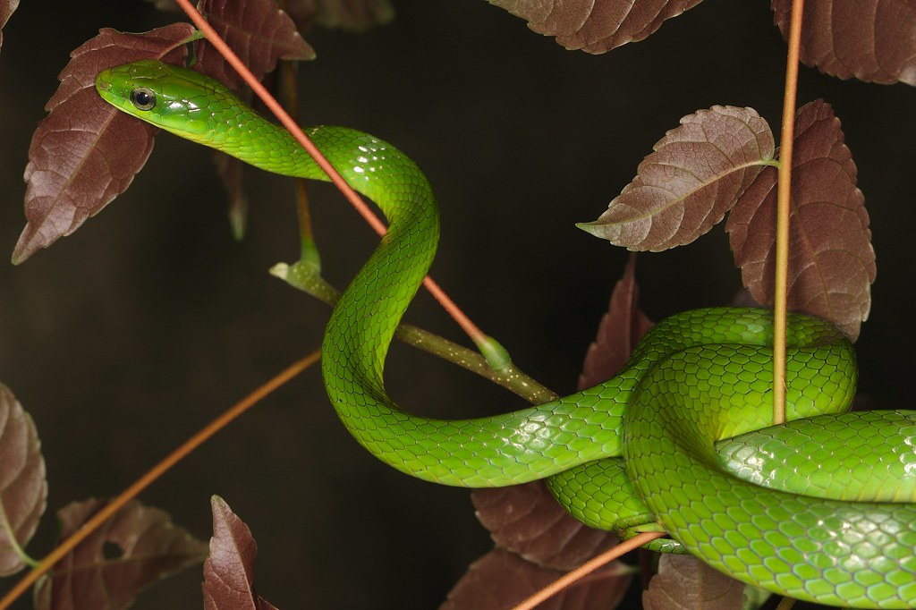 Interesting Facts About Snakes - Types of Snakes- Venomous Snakes