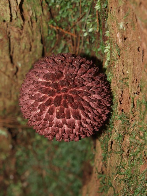 Boletellus sp. Fungi 6b