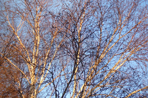 Bare winter trees, Goldsmiths