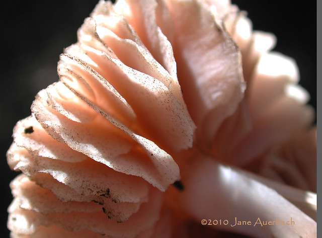 pale pink mushroom