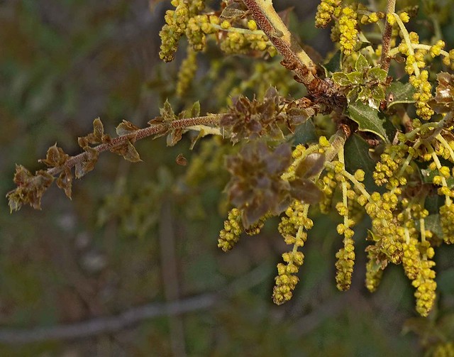 Quercus coccifera / Kermeseiche