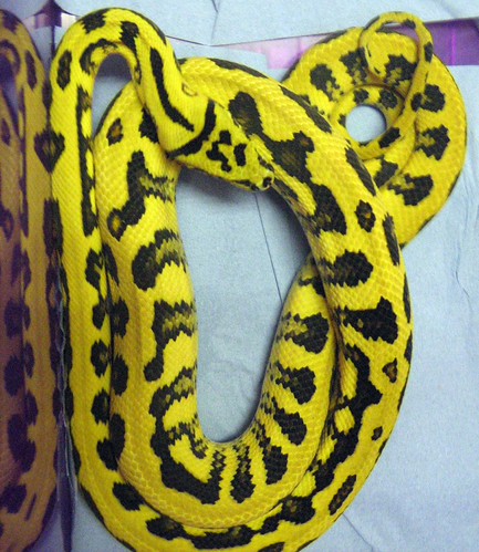 Female 2008 88% Irian Jaya Jag | by Swiss Trev