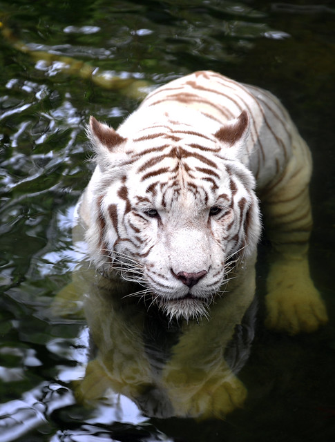 White Tiger + Water = Cool