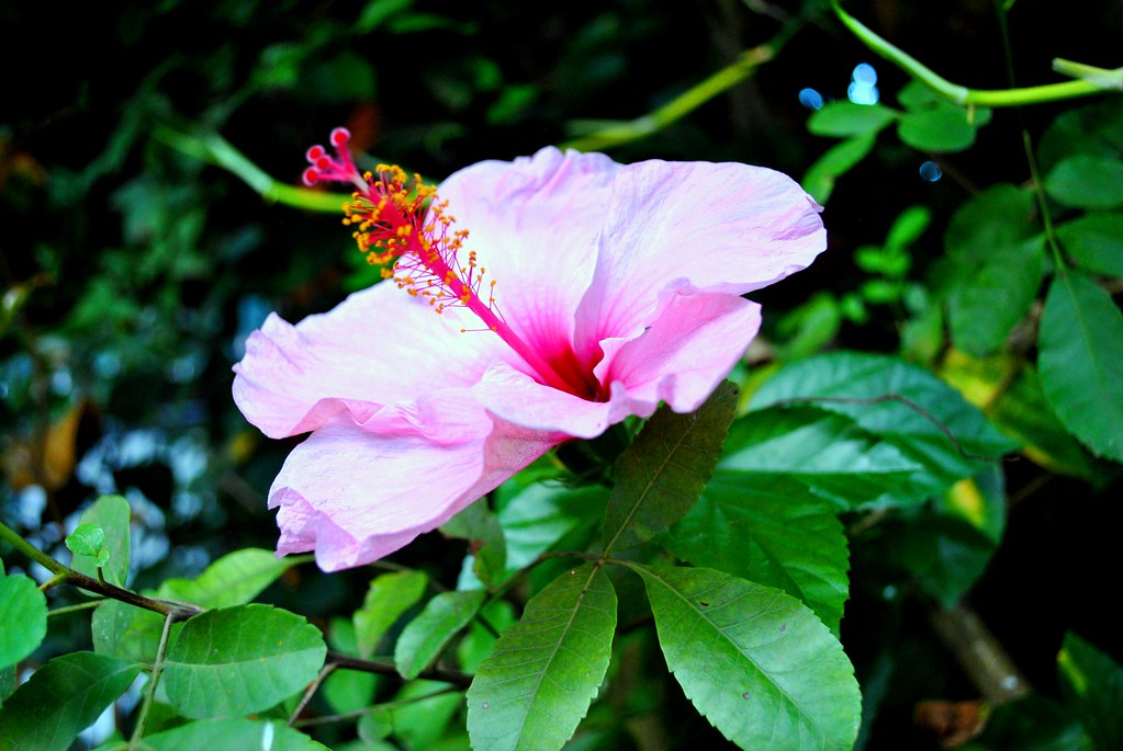 Hibisco | Um belo hibisco cor de rosa da minha casa. patoemf… | Flickr