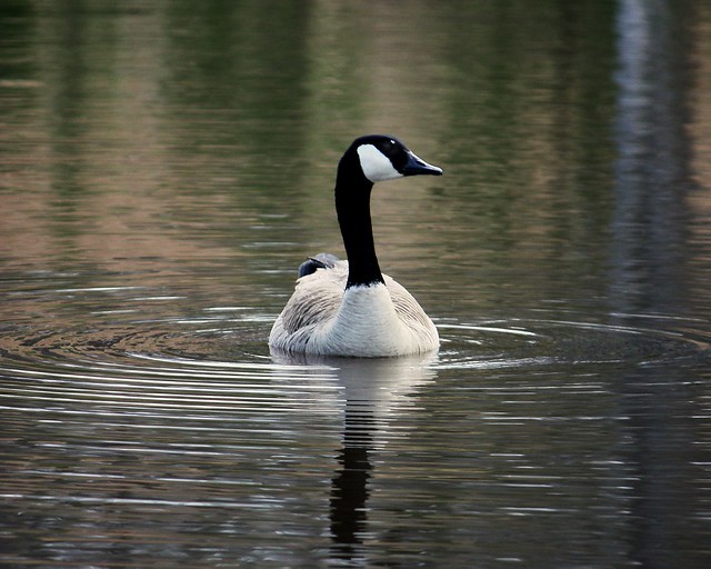 Wild Canadian Goose at the Horse Farm ... 3-10-10