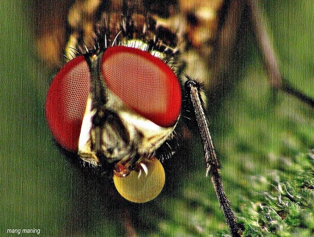 This Fly Love to Blow Bubbles