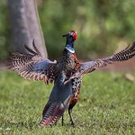 環頸雉-Ring-necked Pheasant - 雉雞