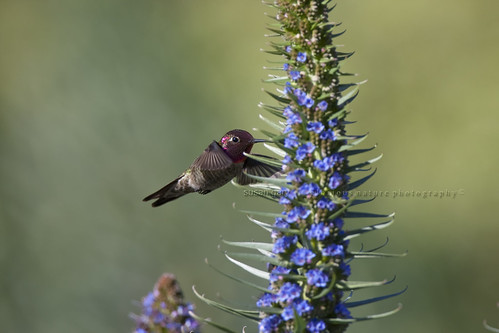 Annas Hummingbird by *GloriousNature*bySusanGaryPhotography