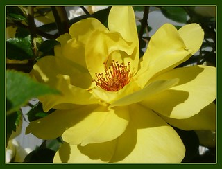 Yellow Rugosa Yellow Rugosa |