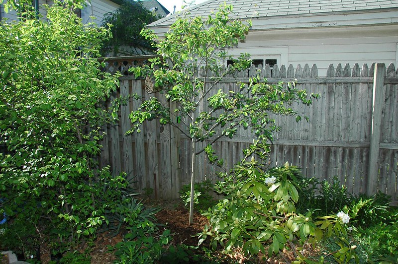 The new serviceberry, planted and mulched, May 2010