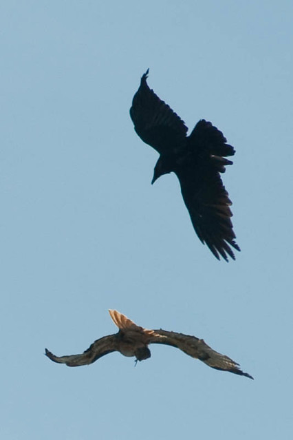Crow attacking Hawk