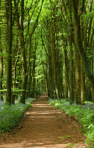 Winding Path | by Deirdre Docherty