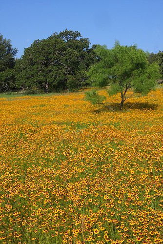 flower geotagged texas hillcountry wildflower coreopsis texashillcountry texaswildflower plainscoreopsis geo:lat=30880566 geo:lon=98654072