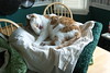Answer: wash the quilt. Put it on the table where the cat wants to be, and drape a two-yard piece of unbleached muslin over it. The cat thinks he's ruining your quilt and you get some peace while you work.