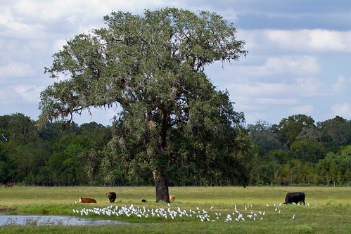 landscape texas cattle egrets rosharon gseloff
