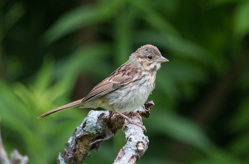 Baby Song Sparrow at Picnic Point