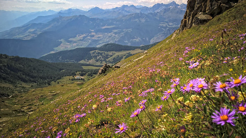 mountains alps daisies woods italia valley pastures alp purpleflowers valdaosta valtournenche zerbion