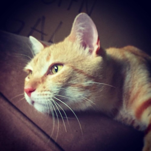 Teddy chilaxing after his last booster shot today.  Healthy kiddo now. Fitting in good at the ranch. #cats #teddy #catsofinstagram #gingercat #rest #deepthoughts | by johnbruno1861