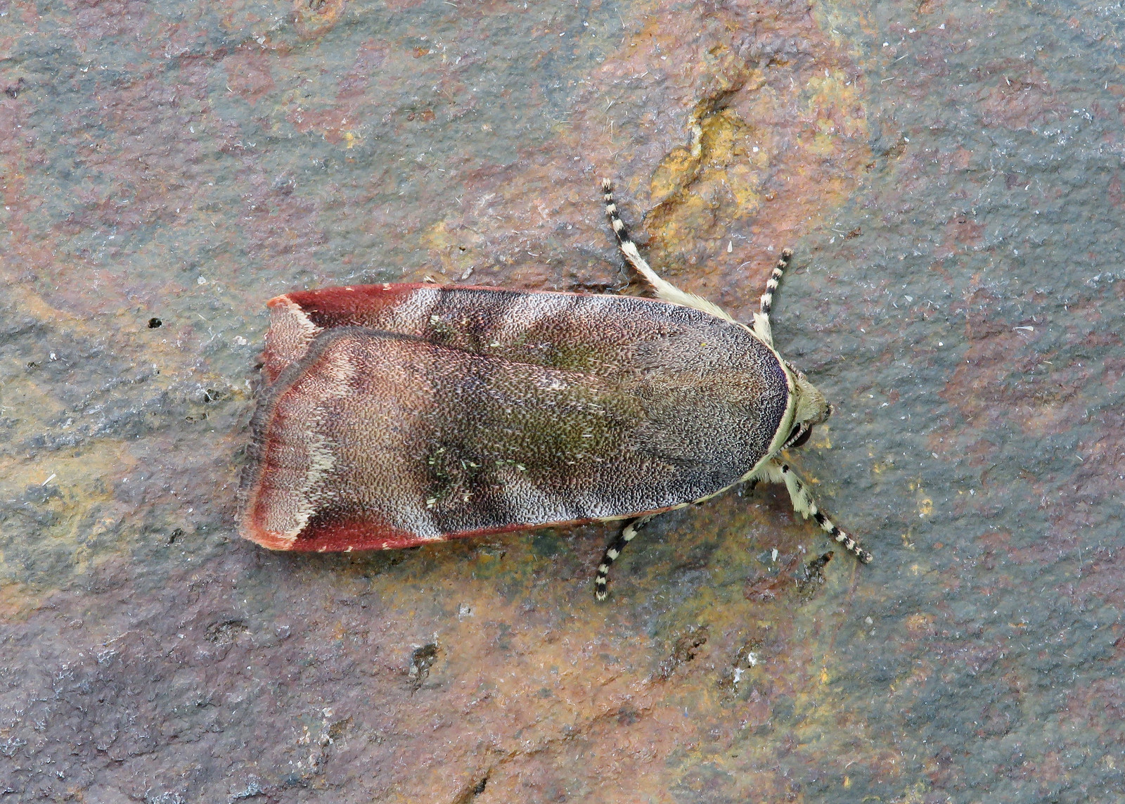 73.348 Lesser Broad-bordered Yellow Underwing - Noctua janthe