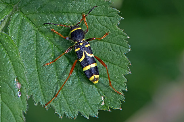 Clytus arietis - the Wasp Beetle
