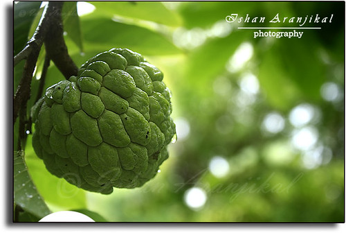 india macro tree green nature leaves fruit canon garden landscape branch natural bokeh kittens orchard fresh delicious bombay buy greenery milkshake mumbai custardapple sitaphal bookeh bukeh fruitgarden mywinners sitafal 1000d canon1000d ishanaranjikal 19jan2010 aatekya