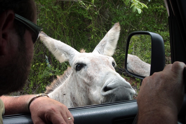 Donkey Greeting