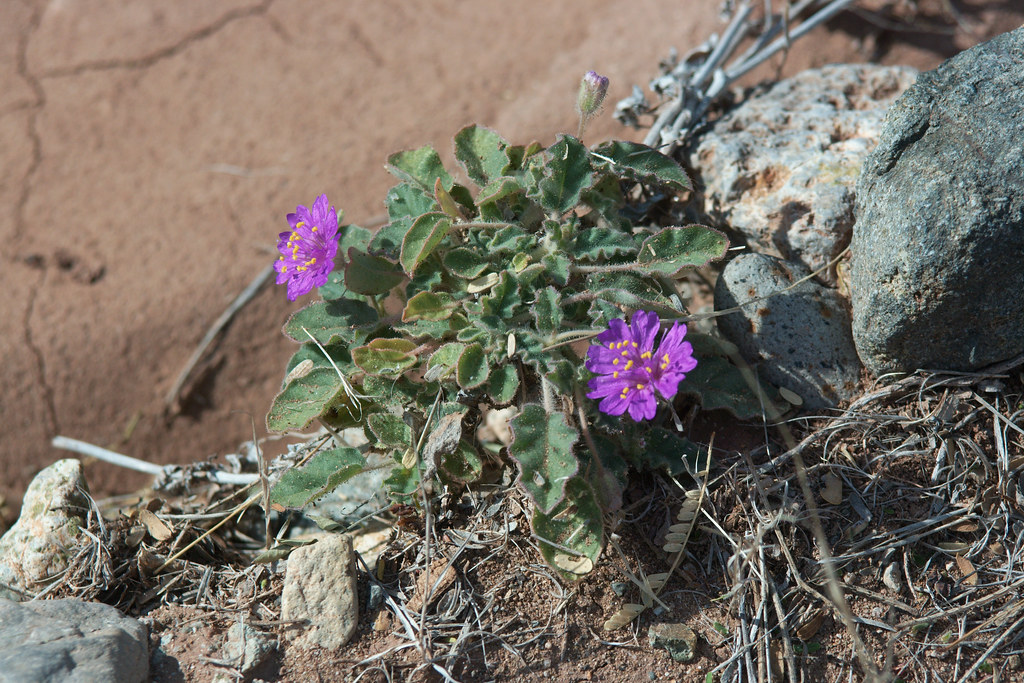 Flora del desierto | Ahora hay más variedad de flores, y más… | Flickr