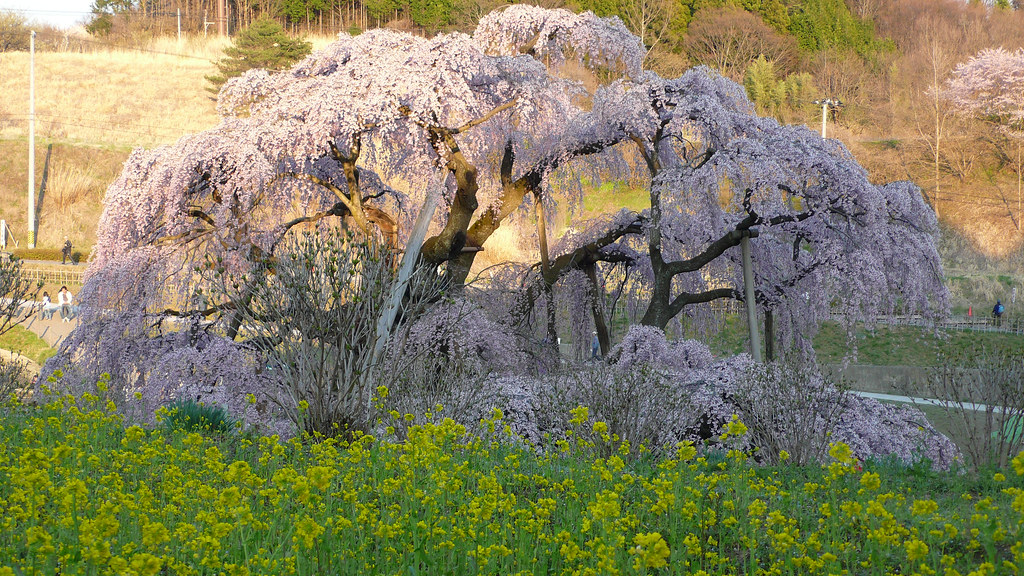 Takizakura, One of three most gorgeous cherry tree in Japan