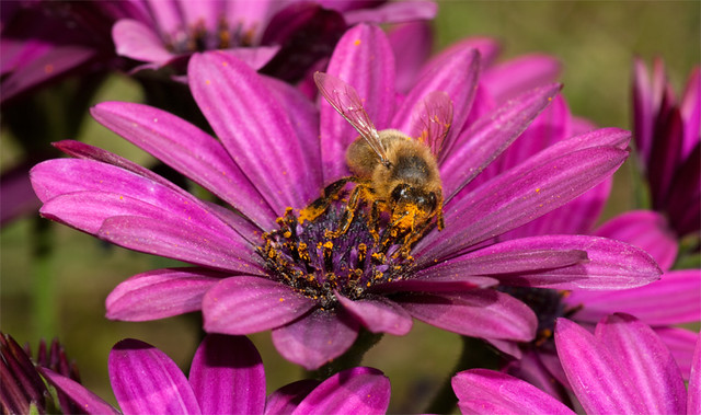 Abeja recogiendo polen